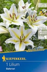 Kiepenkerl Baferrari Liliom 1db