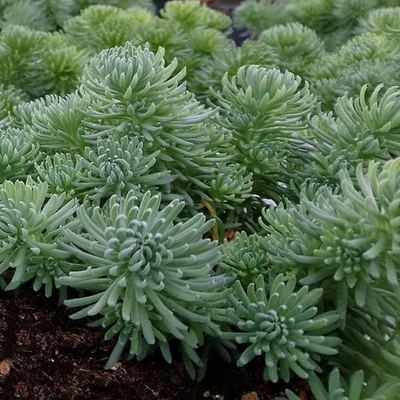 Sedum Green Ball– Varjúháj CS14