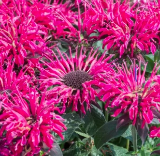Monarda Balmy Rose - Méhbalzsam CS14