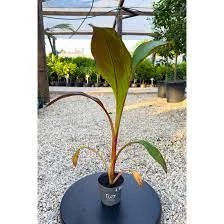 Ensete ventricosum 'Maurelli' - Vörös abesszin banán 60 cm
