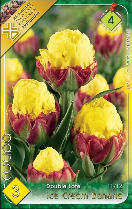 Tulipán virághagyma 3-db-os Ice Cream Banana