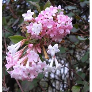 Viburnum x bodnantense - Kikeleti bangita 100/125 K25/35 EXTRA
