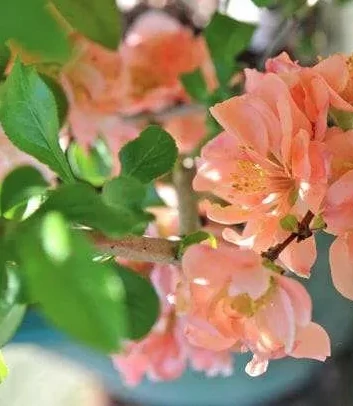 Chaenomeles × superba 'Cameo'- Barackszínű japán díszbirs  20-60 C2
