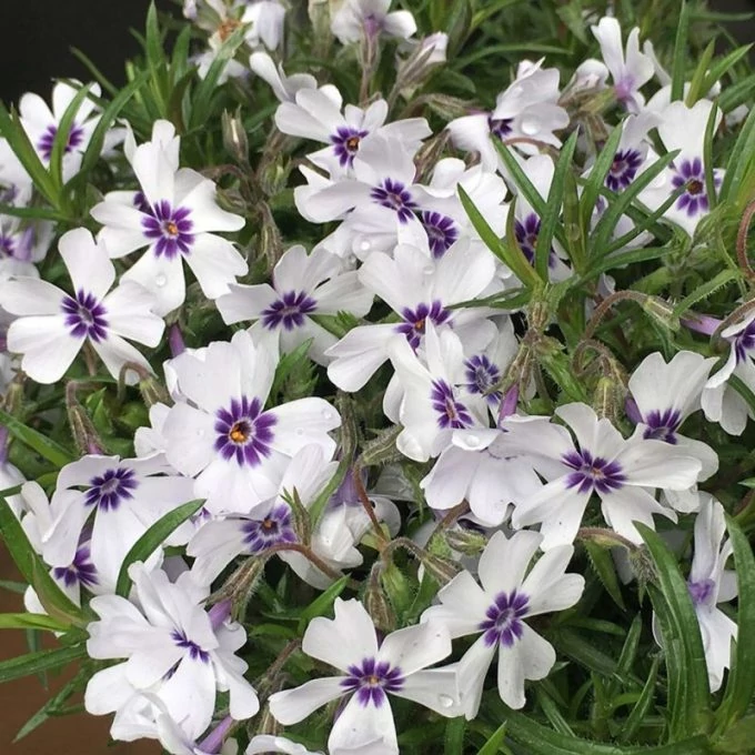 Phlox subulata Bavaria Árlevelű lángvirág D14