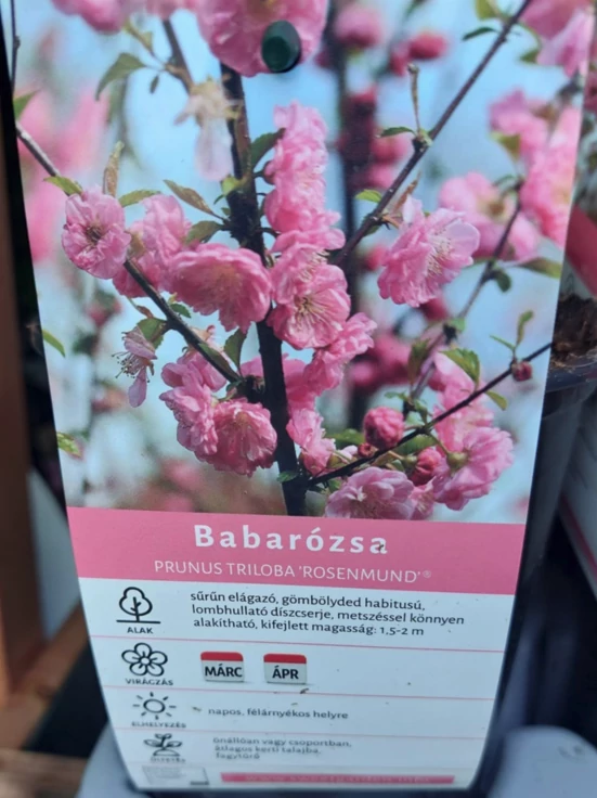 Prunus triloba Rosenmund - Babarózsa konifer K2