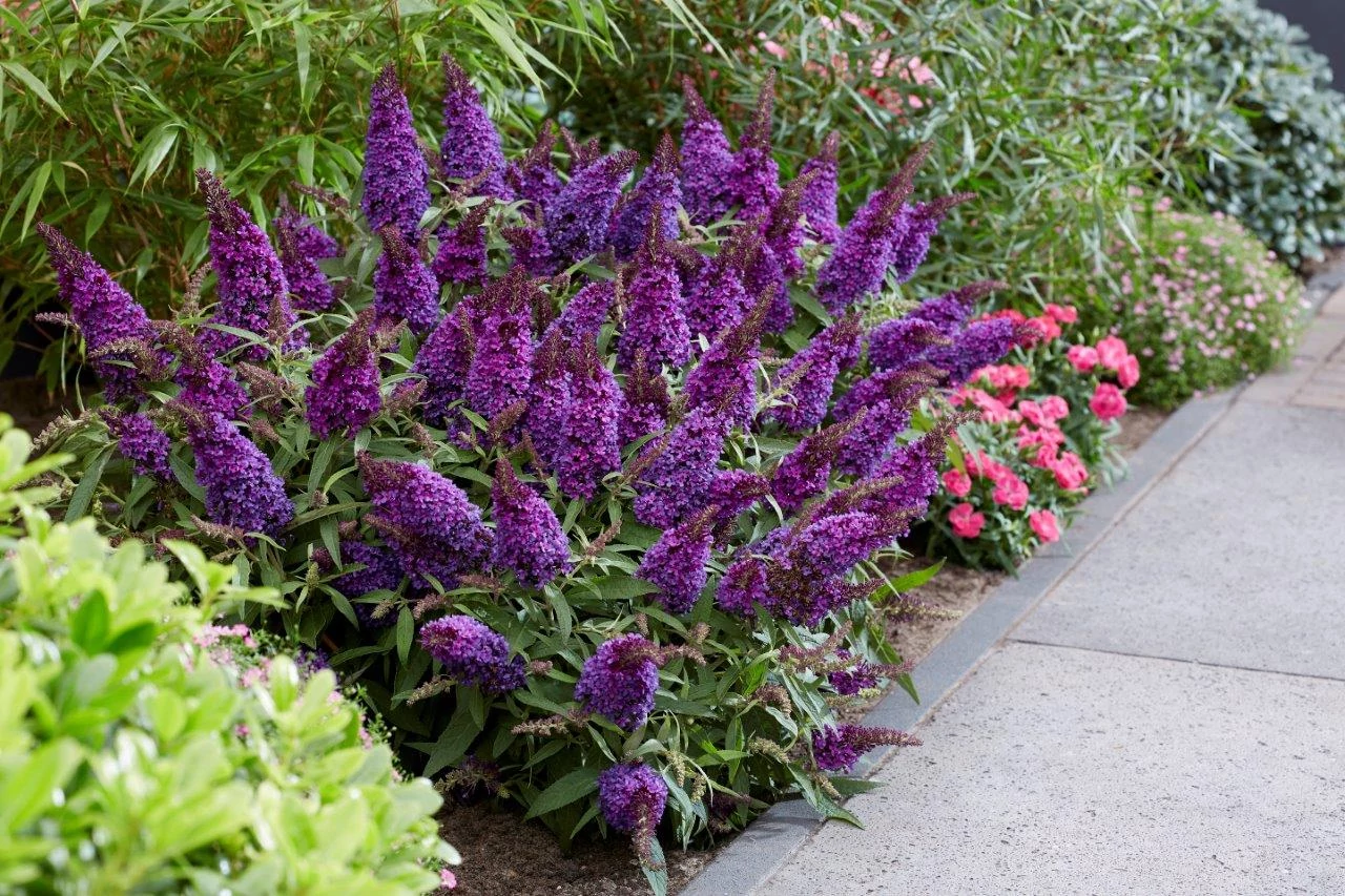 Buddleja davidii Butterfly Candy Little lila - Nyáriorgona CS17