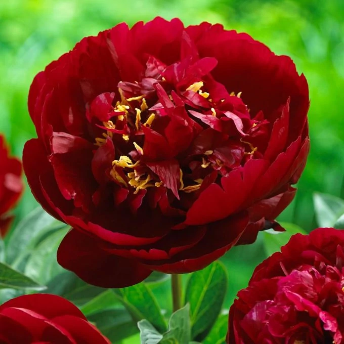 Paeonia lactifora Buckeye Belle- Bazsarózsa 3L