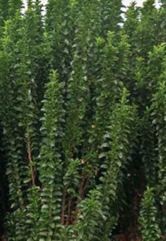 Euonymus japonicus 'Benkomasaki' – Japán kecskerágó K2 20+