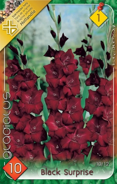 Kardvirág Gladiolus Black Surprise 10db/cs