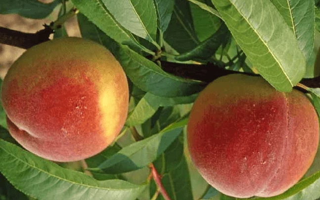 Prunus persica Maria Bianca - Őszibarack 1/2 törzses K5