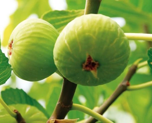 Ficus Carica Füge Brogiotto Bianco K2 35/45