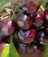 Prunus avium Bigarro burlat cseresznye 1/2 törzses K10 - Cseresznye