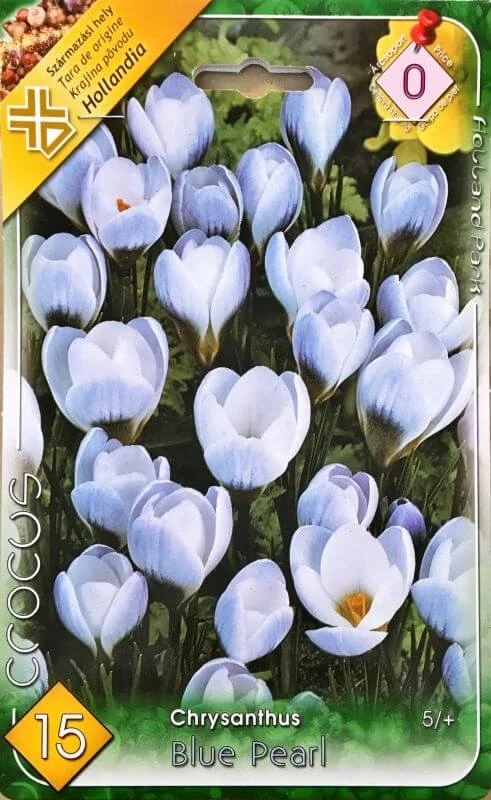 crocus virághagyma 10-db-os Blue Pearl