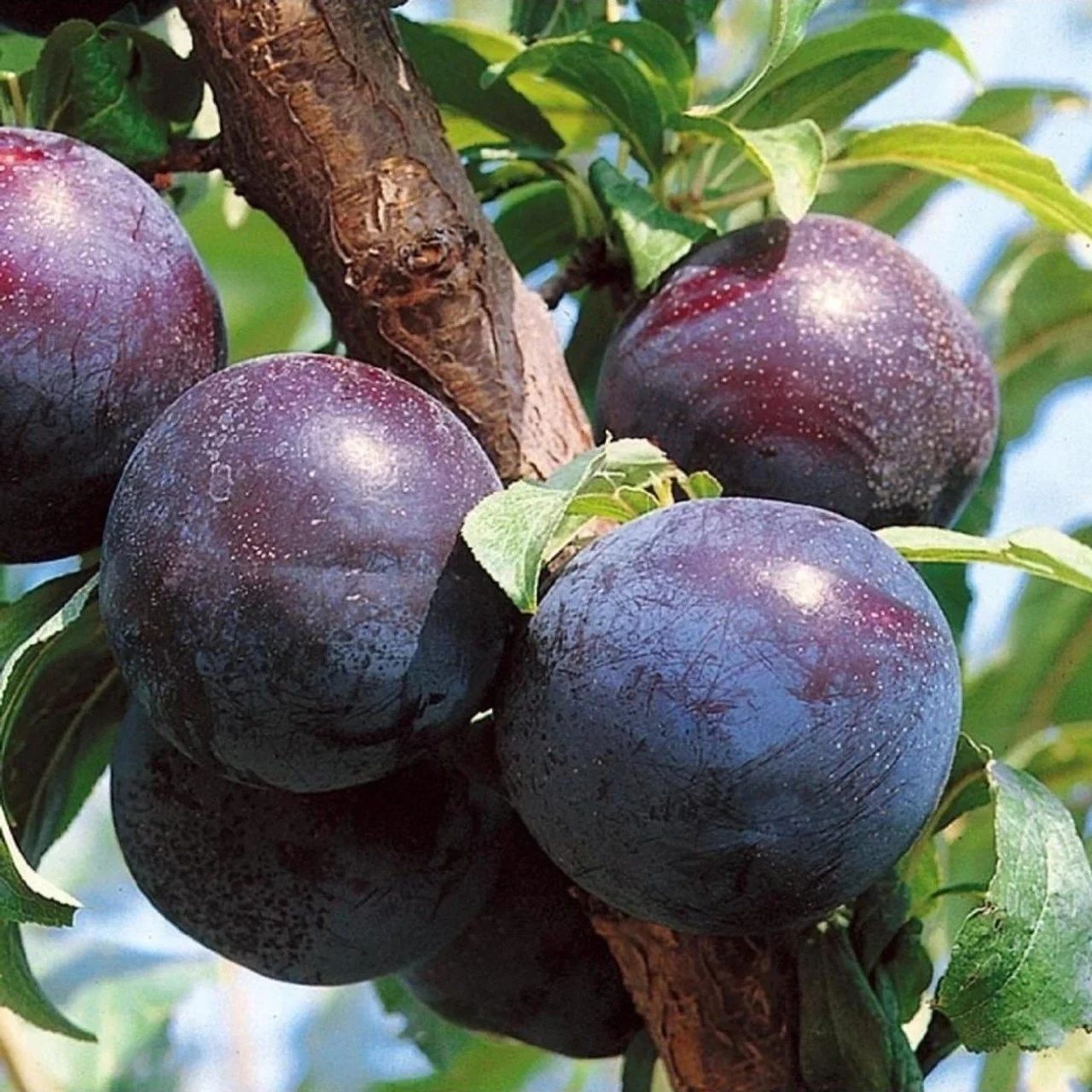Prunus domestica Black Amber - Japán szilva K10