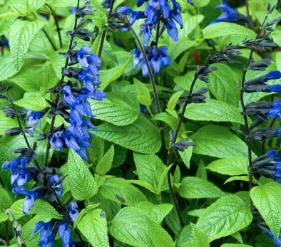 Salvia Black and Blue - Zsálya ánizs illatú K2