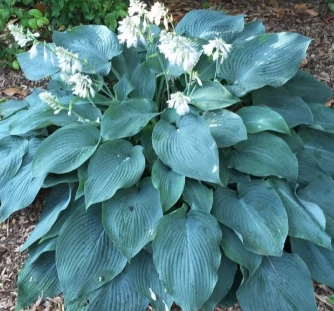 Hosta Blue Angel - Árnyékliliom CS14