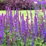 Salvia nemorosa Marcus Cs14
