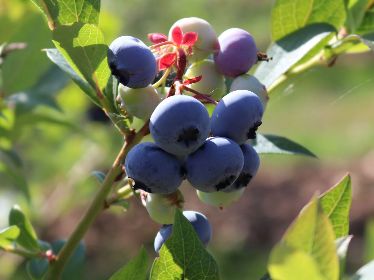 Vaccinium corymbosum 'Bluecrop' -  Bőtermő kék áfonya K2 30/50