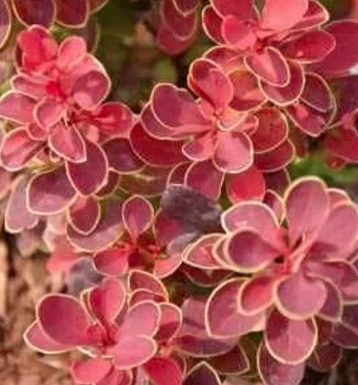 Berberis thunbergii 'Orange Moon'- Borbolya narancs-vörös 20 C2