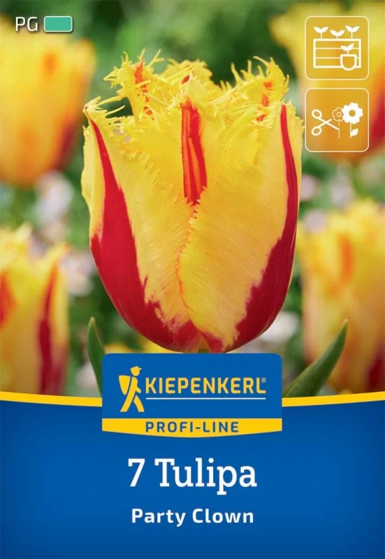 Kiepenkerl Party Clown partibohóc tulipán virághagymák 7 db