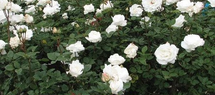 Rosa mix - Bokorrózsa  2l