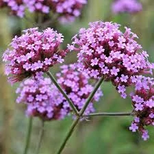 Verbena bonariensis Bonnie Blue -  Ernyős verbéna Cs14