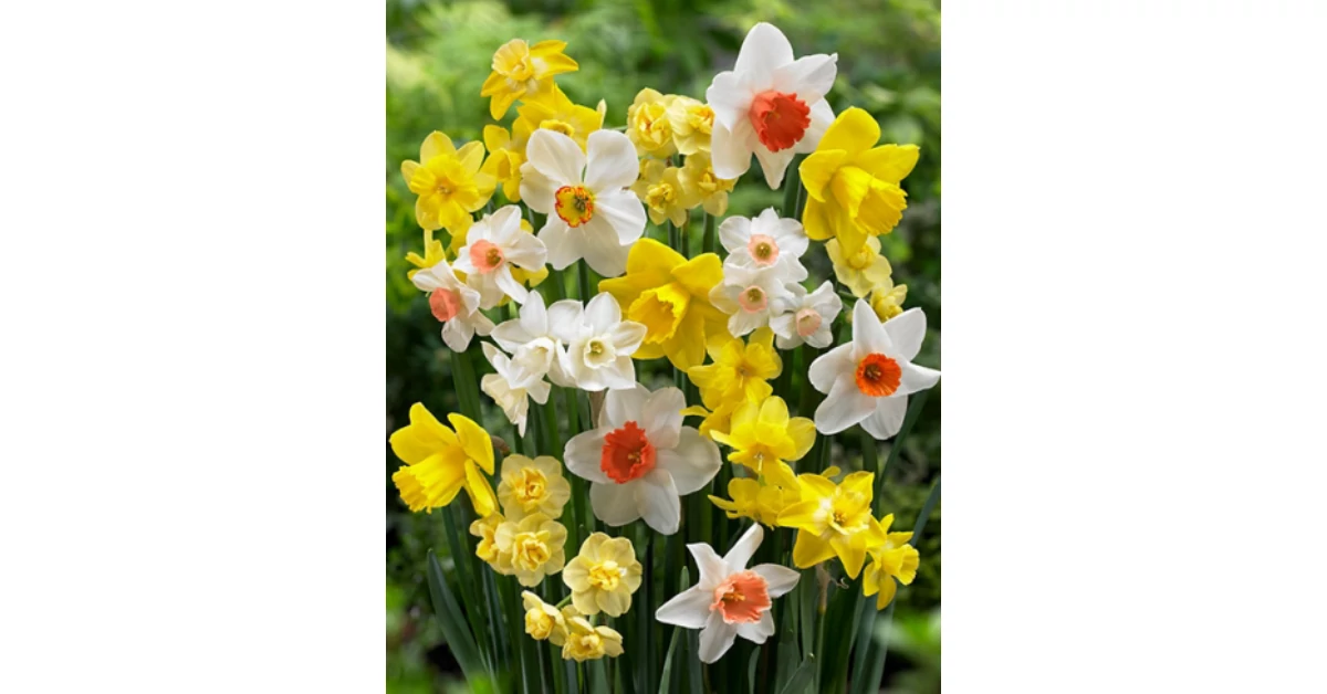 Nárcisz virághagyma 10-db-os Botanical Mixed