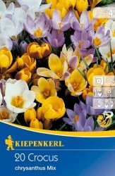 Kiepenkerl Crocus chrysanthus Mix krókusz virághagymák 20db