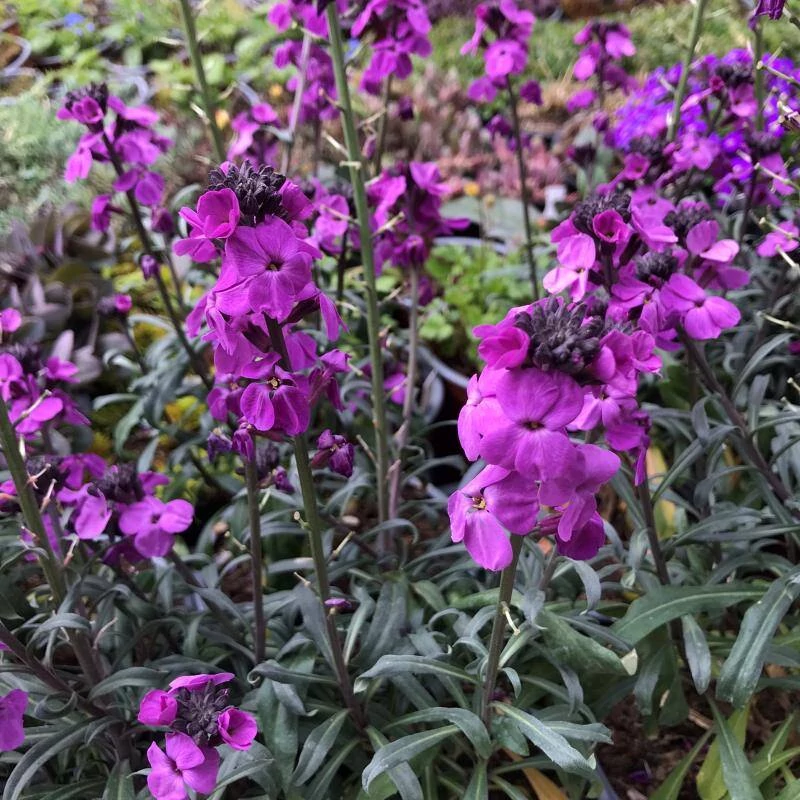 Erysimum linifolium Bowles Mauve-lenlevelű repcsény Cs14