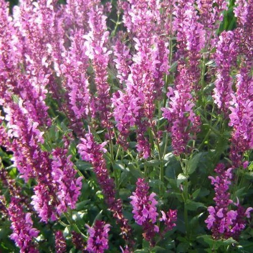 Salvia nemorosa Sensation Compact  Bright -  Lligeti zsálya CS14
