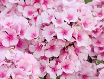 Phlox paniculata Bright Eyes - Bugás lángvirág D14