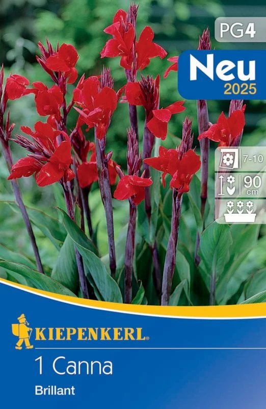 Kiepenkerl Canna Brillant 1db/cs