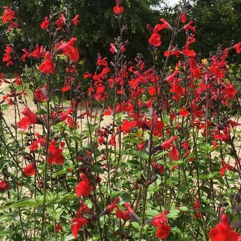 Salvia nemorosa Royal Bumble Őszi zsálya CS14