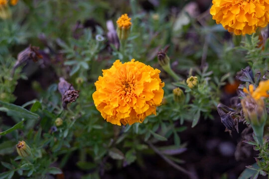 Tagetes Büdöske Bársonyvirág 