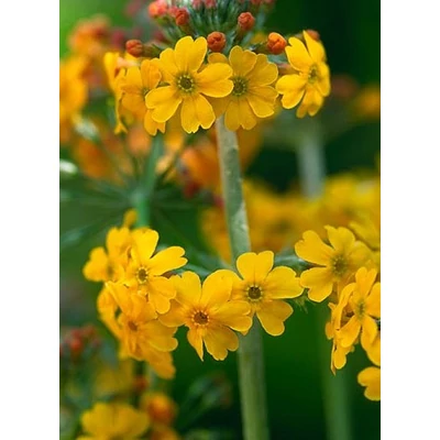 Primula bulleyana – Kandeláber kankalin CS9