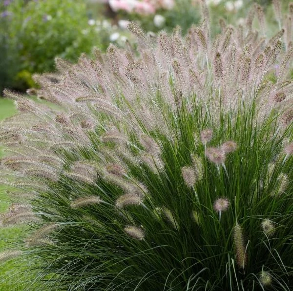 Pennisetum alopecuroides Little Bunny Tollborzfű Cs14