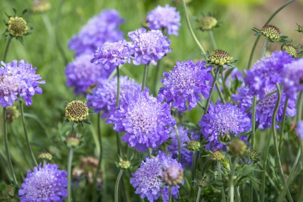 Scabiosa columbaria Butterfly Ördögszem CS9