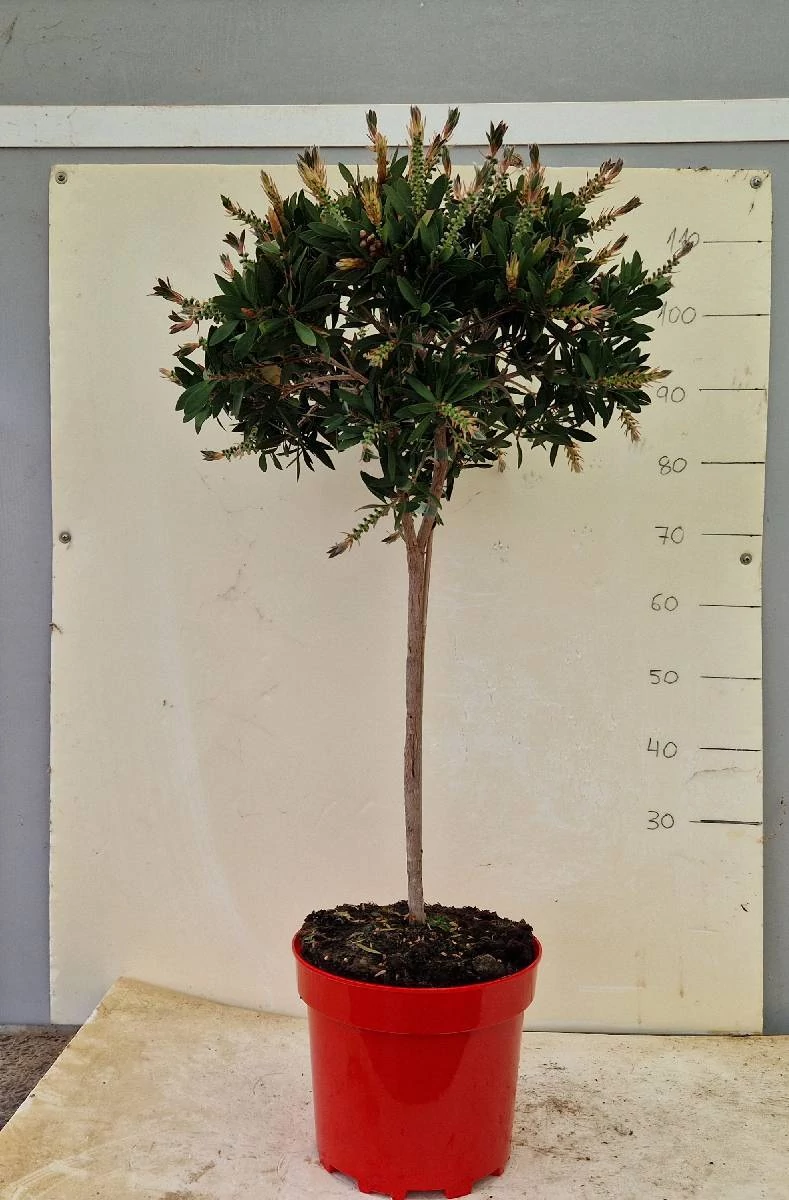 Callistemon citrinus 'Splendens'  - Citromillatú kefevirág törzses P10 120cm