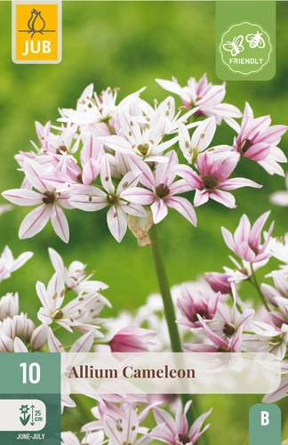 Jub Cameleon  - Díszhagyma 10 db/cs