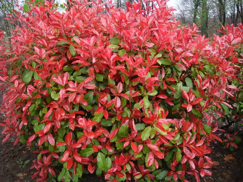 Photinia Extra Red - Vörös korallberkenye CS14 30/40