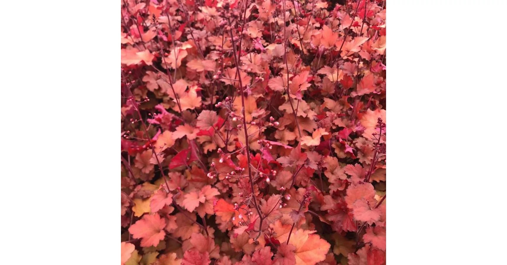 Heuchera Cranberry - Tűzeső Cs14