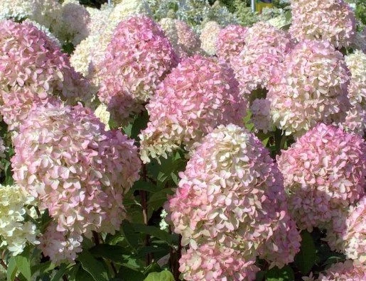 Hydrangea paniculata Magical Candle - Bugás hortenzia K3,5 30/50