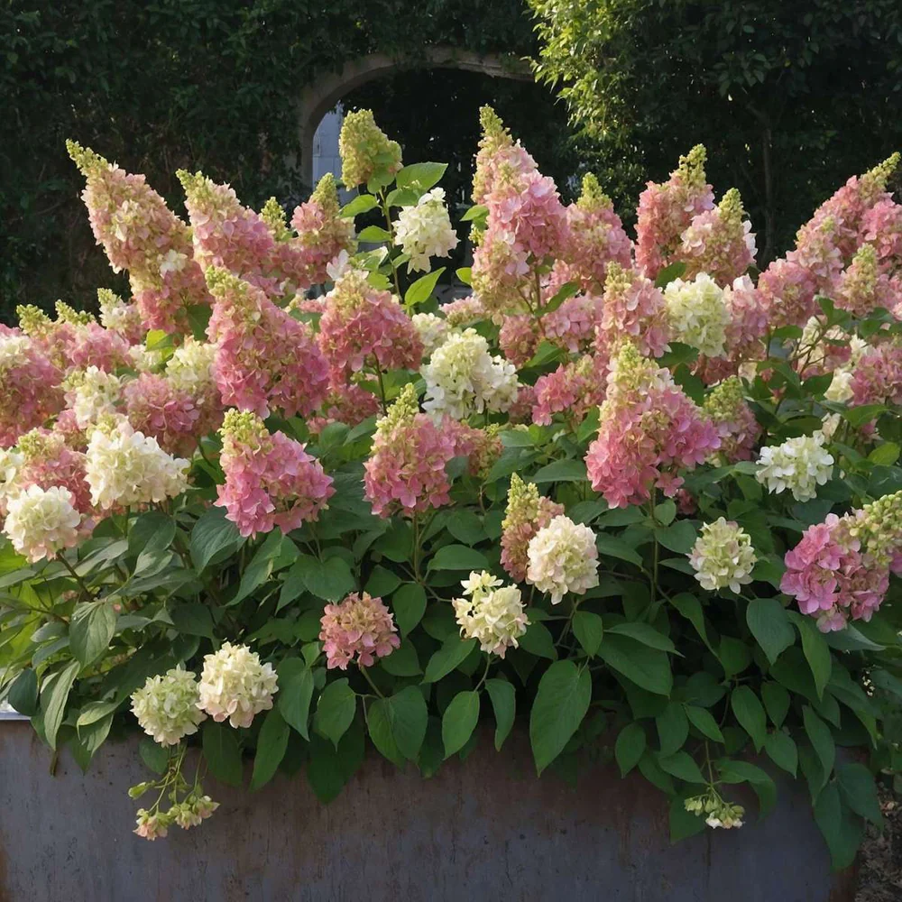 Hydrangea paniculata Candlelight - Bugás hortenzia K3,5 30/50