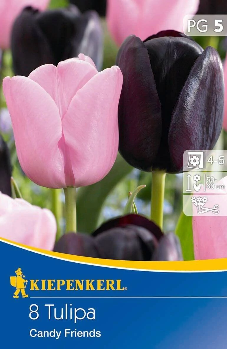 Kiepenkerl Tulipa Candy Friends kései  virágú tulipán virághagymák 8db