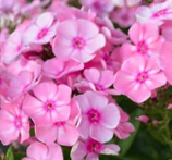 Phlox paniculata Sweet Summer Candy - Bugás lángvirág D14