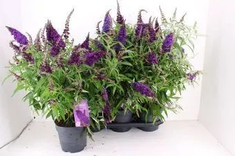 Buddleja davidii Butterfly Candy Little lila - Nyáriorgona 19l