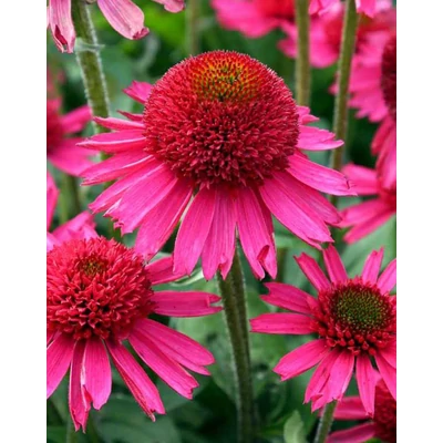 Echinacea - Kasvirág Delicious Candy D14