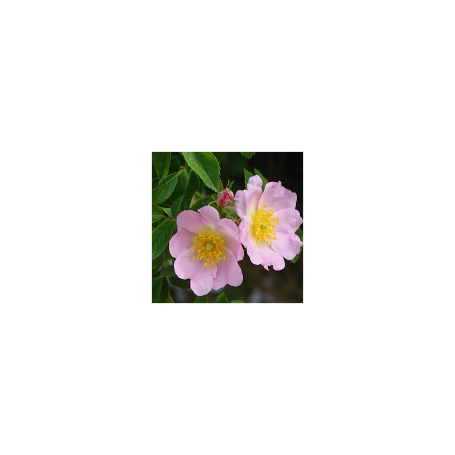 Rosa canina - Vadrózsa K2L 40/60
