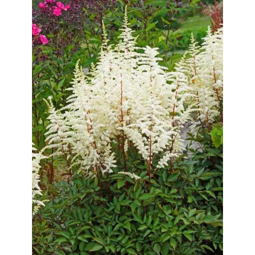Astilbe - Tollbug Cappuccino Cs2L