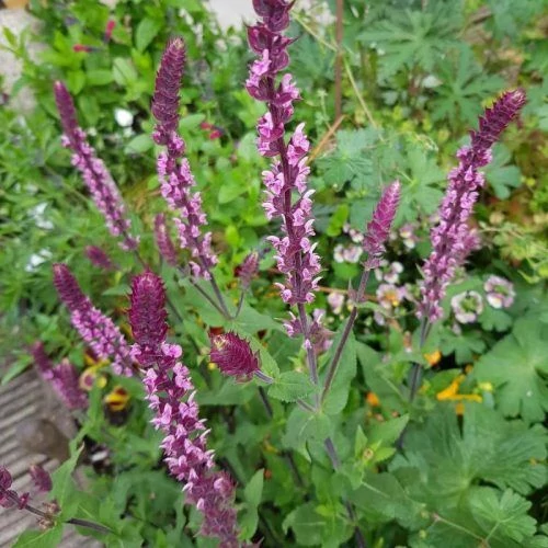Salvia caradonna - Ligeti zsálya CS9